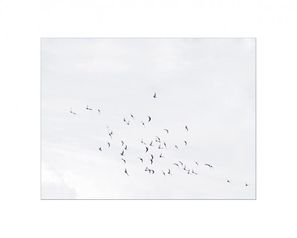 008_privati_volo_birds_foto_morosetti