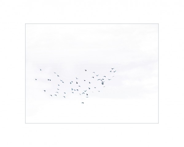 002_privati_volo_birds_foto_morosetti