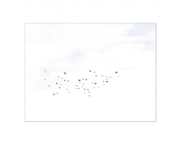 003_privati_volo_birds_foto_morosetti