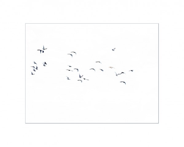 004_privati_volo_birds_foto_morosetti