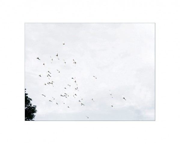 005_privati_volo_birds_foto_morosetti