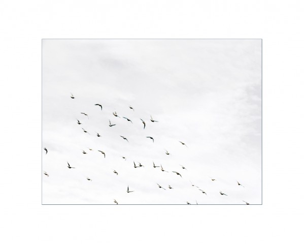 006_privati_volo_birds_foto_morosetti