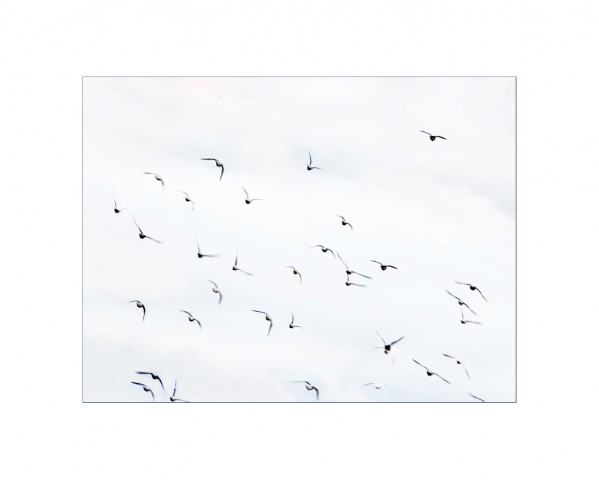 007_privati_volo_birds_foto_morosetti