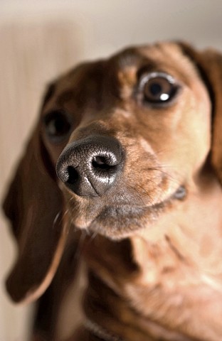 001_portrait_privati_animal_dog_foto_morosetti