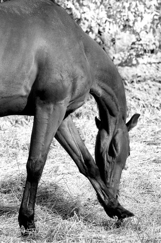 003_portrait_privati_animal_horse_foto_morosetti
