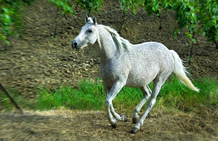 004_portrait_privati_animal_horse_foto_morosetti