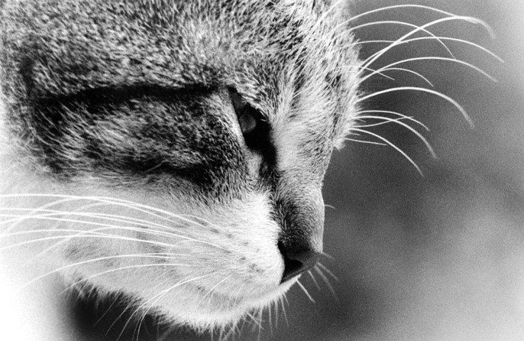 008_portrait_privati_animal_cat_foto_morosetti