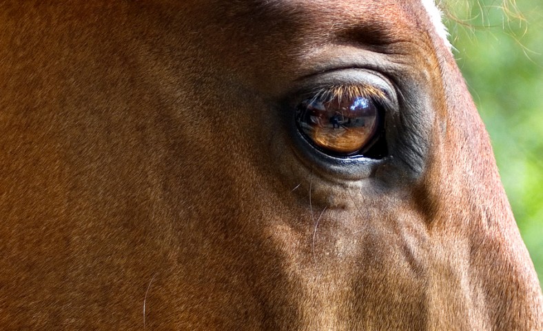 010_portrait_privati_animal_horse_foto_morosetti