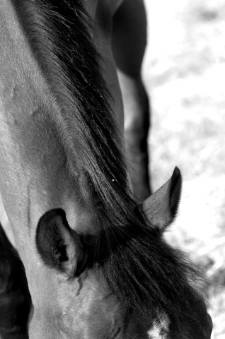 011_portrait_privati_animal_horse_foto_morosetti